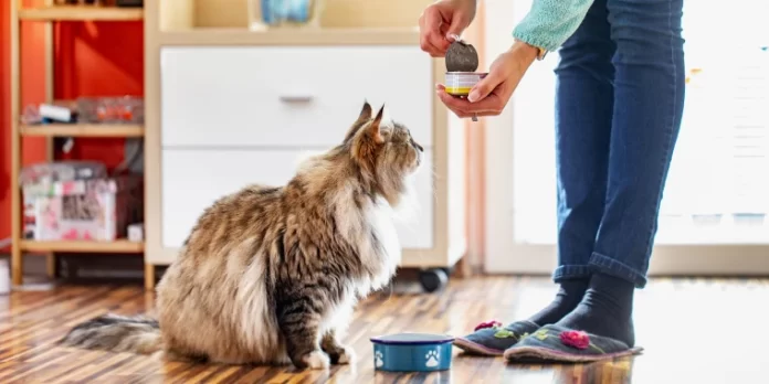 wet food brand best for cats