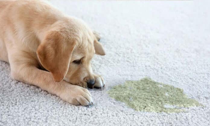 Pet Odor Removal Service Calgary: Breathe Easy in Your Home